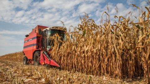 Жнива-2019: В Україні розпочато збирання кукурудзи Рис.1