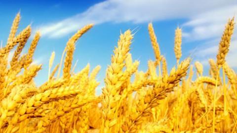 Жнива-2019: В Україні зібрано понад 46 млн тонн зерна Рис.1