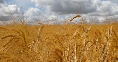 Для українських аграріїв розроблять систему страхування врожаїв Рис.1
