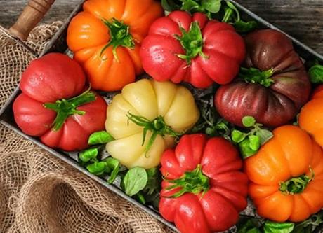 Елітні томати продаватимуть наборами Рис.1