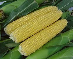 Компанія Суффле презентувала нові гібриди кукурудзи Рис.1