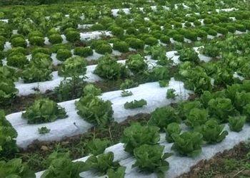 На Львівщині почали вирощувати органічні салати Рис.1