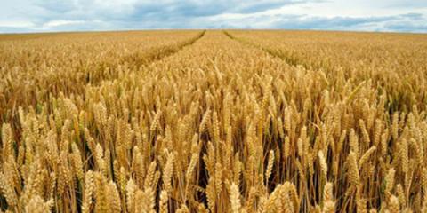 Названо сорти озимої пшениці, найбільш стійкі до твердої сажки Рис.1