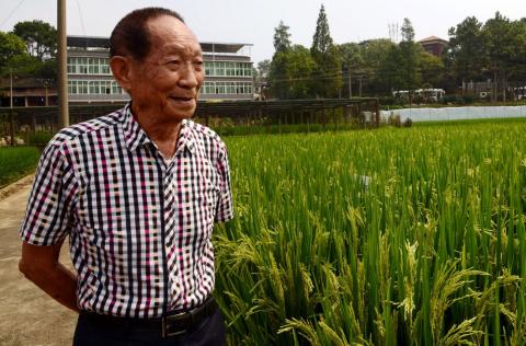 У Китаї вивели новий високоврожайний гібридний рис Рис.1