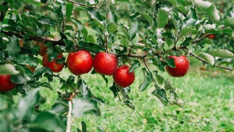 Успіх експорту яблук залежить від якісного сортування та пакування Рис.1