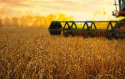 Жнива-2019: В Україні зібрано майже 59 млн тонн зерна Рис.1