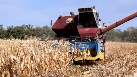Жнива-2019: В Україні зібрано понад 49 млн тонн зерна Рис.1