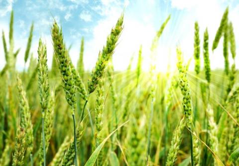 Деякі нові сорти пшениці погіршують якість зерна - експерт Рис.1