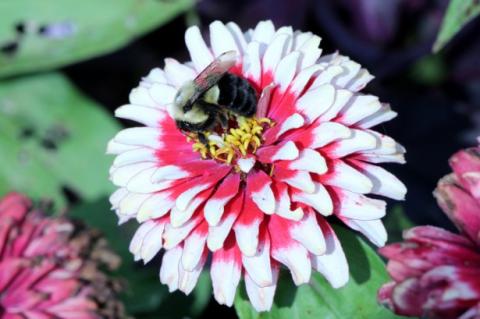 Дріжджі в нектарі можуть стимулювати зростання бджолиних сімей Рис.1