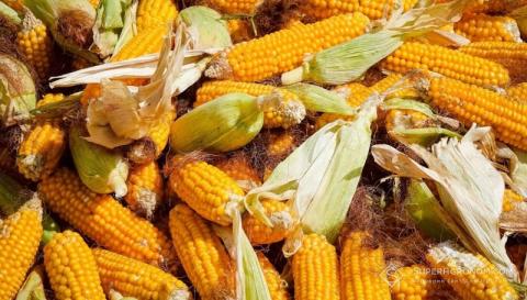 ІМК завершила жнива-2019: урожай кукурудзи вище плану Рис.1