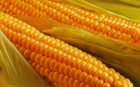 Китайці побудують на Тернопільщині завод з переробки кукурудзи за $ 200 млн Рис.1