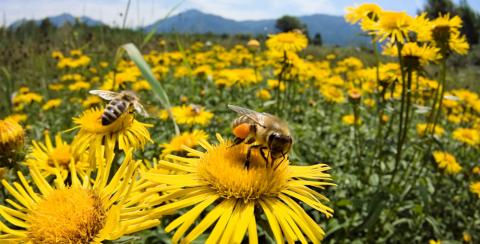 LNZ Group виводить на ринок безпечні для бджіл агрохімікати Рис.1