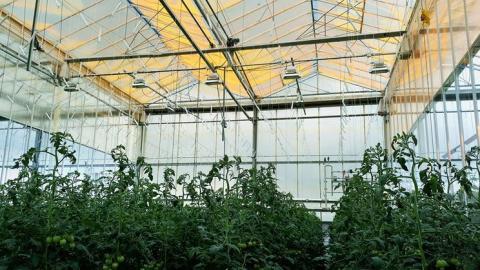 Люмінесцентна плівка збільшила врожай томатів та канабісу Рис.1