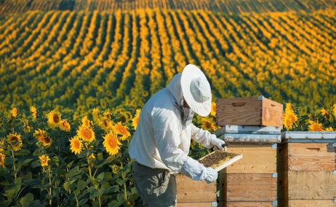 Мінекономіки виступить майданчиком для обговорення питань бджільництва Рис.1