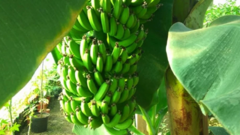 На Львівщині запустили першу бананову ферму Рис.1