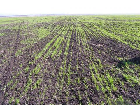 На Миколаївщині аграрії будуть пересівати до 80% озимих Рис.1