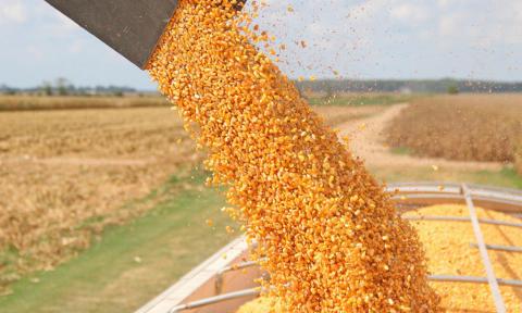 У «Баришівській зерновій компанії» прозвітували про збір пізніх зернових: результатом задоволені Рис.1