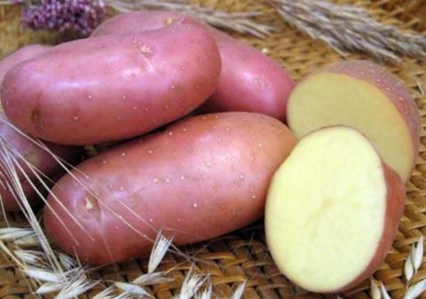 У США розробляють новий сорт картоплі з поліпшеними якостями Рис.1