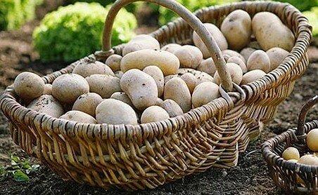 Україна оновила рекорд імпорта картоплі Рис.1