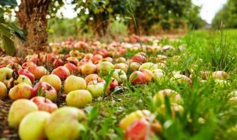 Українські фермери можуть подвоїти урожай яблук, використовуючи дикорослі запилювачі Рис.1