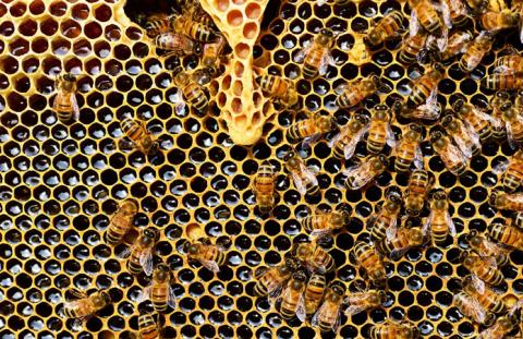 В США штраф за протруєння бджіл становить $150 тисяч Рис.1