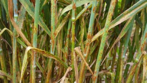 Вчені розкрили походження бурої іржі пшениці Рис.1