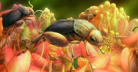 Знайдений в бурштині жук почав запилювати рослини на 50 млн років раніше, ніж вважали вчені Рис.1