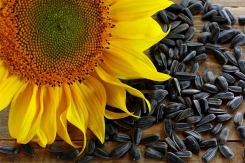 Аграріям радять перевіряти стійкість гібридів соняшнику до гербіцидів Рис.1