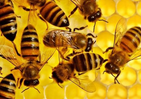 Аграріїв зобов’яжуть інформувати бджолярів про обробки полів через SMS Рис.1