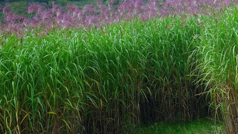 Держава обіцяє підтримати фермерів, які вирощуватимуть біоенергетичні культури Рис.1