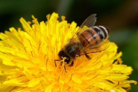 Для захисту бджіл Європа зменшує використання пестицидів Рис.1