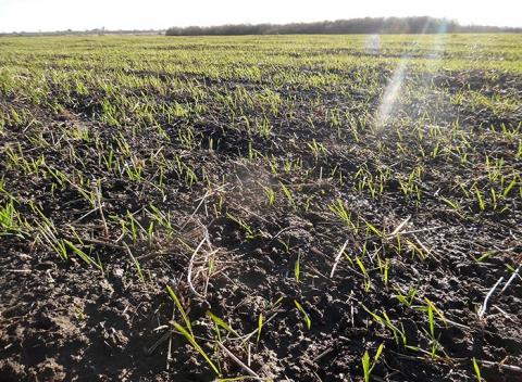 Основні засоби захисту пшениці озимої від кореневих гнилей Рис.1