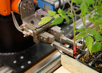 Пара роботів щепить 210-240 рослин томатів на годину Рис.1