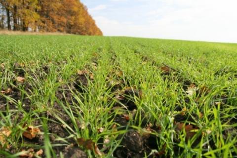 Площа посівів озимих в Україні на 8% поступається минулорічній Рис.1