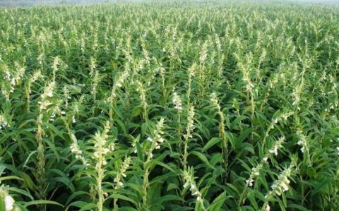 Рентабельність вирощування кунжуту в Україні сягає 700% Рис.1