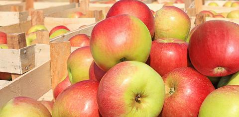 Україна збільшила імпорт яблука в 10 разів Рис.1
