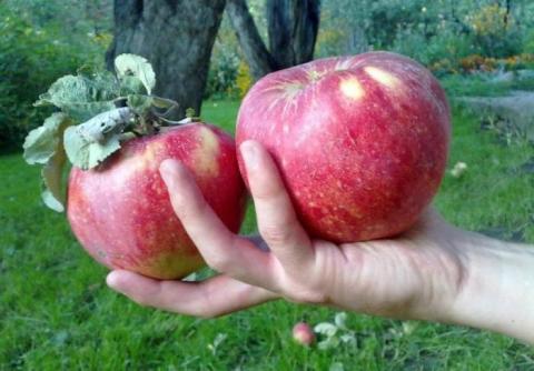 В Україні дешевшають яблука Рис.1