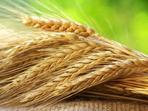 В Україні зменшується виробництво жита Рис.1