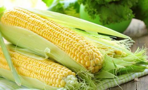 Встановлено новий рекорд врожайності кукурудзи на зрошенні Рис.1