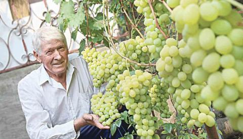 Виноградар з Вінниці вирощує одразу 60 сортів винограду Рис.1