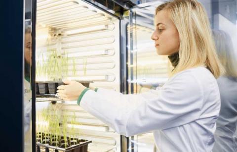 Аграріям рекомендують робити дослідження на взаємодію насіння з ЗЗР Рис.1