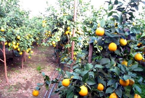 Близько 600 плодів лимона з одного куща зібрав Таджицький фермер Рис.1