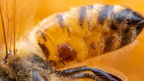 ГМ-бактерії захистять бджіл від вимирання Рис.1