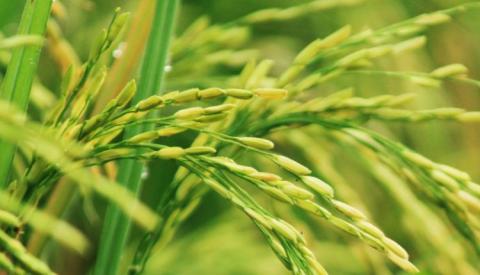 В Китаї гібридним солестійким рисом засіють 7 млн га Рис.1