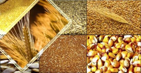 Валовий експорт зерна перевищив 34 млн тонн Рис.1