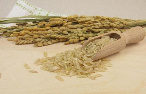 Вчені визначили нову стратегію підвищення врожайності рисового зерна Рис.1