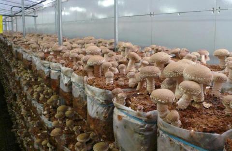 Європа зацікавилась екзотичними грибами, які вирощують в Україні Рис.1