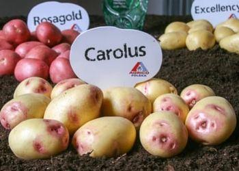 Agrico представив нові сорти картоплі Рис.1