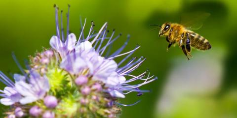 Бджіл дресируватимуть для запилення садів та ягідників Рис.1