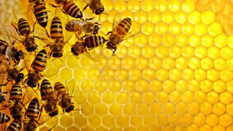 Бджіл лікуватимуть від вірусу Варроа за допомогою їх власних бактерій Рис.1